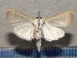 Herpetogramma phaeopteralis