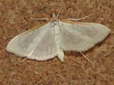 Hodebertia testalis
