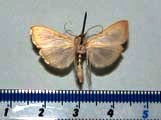 Hodebertia testalis