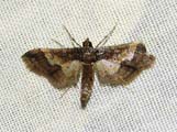 Hydriris ornatalis