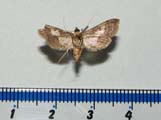 Hydriris ornatalis
