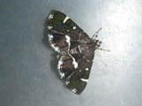 Hymenia perspectalis