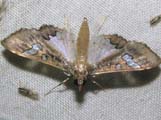 Maruca vitrata