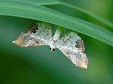 Maruca vitrata 