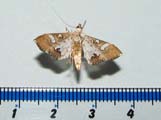 Maruca vitrata
