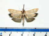 Nomophila noctuella