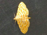 Notarcha quaternalis