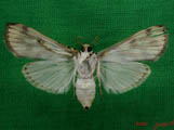 Obtusipalpis pardalis