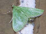 Parotis baldersalis