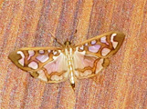 Polythlipta camptozona