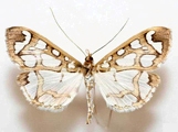 Polythlipta camptozona