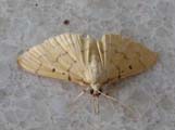 Psara atritermina