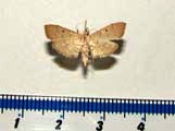 Psara atritermina