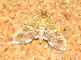 Sameodes cancellalis