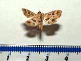 sameodes cancellalis