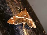 Spoladea recurvalis