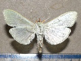 Stemorrhages sericea