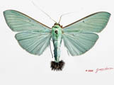 Stemorrhages sericea