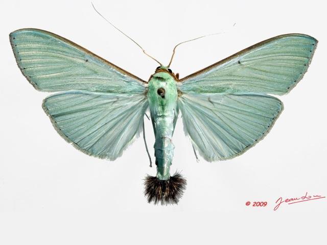 Stemorrhages sericea