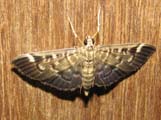 Syllepte ovialis