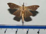 Syllepte ovialis