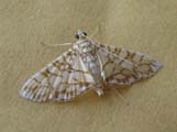 Synclera traducalis