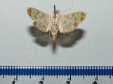 Synclera traducalis