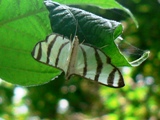 Zebronia phenice