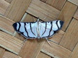 Zebronia phenice