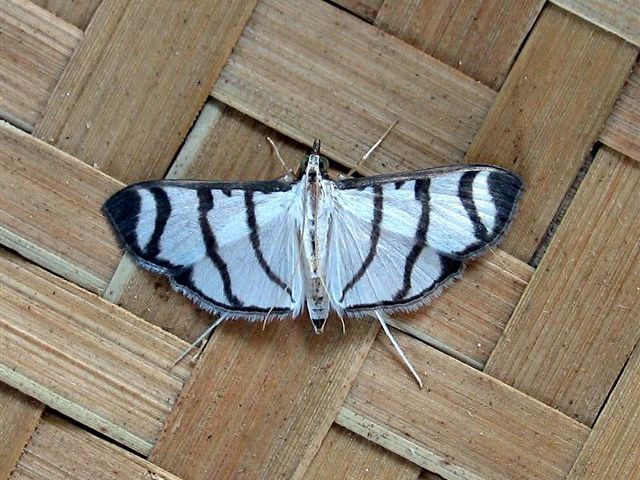 Zebronia phenica