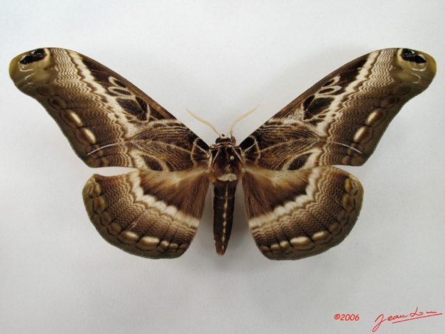 Dactylocera lucina REAL framed wood moth Cameroon Africa