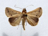 Gesonia nigripalpa