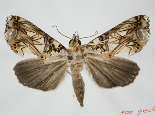Plusiodonta speciosissima