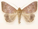 Achaea violaceofascia