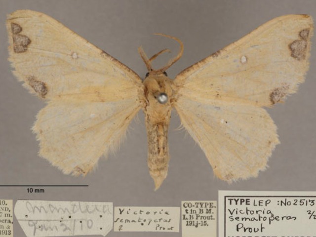 Types Of Moths In Victoria